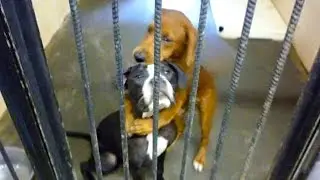 Internet Saves Hugging Best Friends