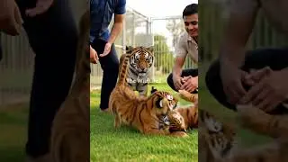 A man gently holds a tiger cub while another playful tiger jumps in with full energy, #tiger #shorts