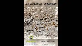 Termite Control Service In Mumbai for Office, Home,