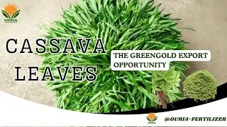 CASSAVA LEAVES -THE GOLDEN EXPORT OPPORTUNITY_OURIA VIDEO 118