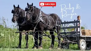 Meet the Majestic Percheron Geldings: Your Dream Draft Horse Team!
