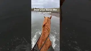 does your horse like to splash? 🌊 #horses #contentcreator #influencer