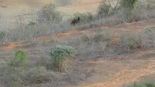 Footage Video Relax  - Cavalo pastando em campos - Panasonic Lumix FZ80