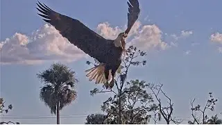 SWFL Eagles ~ M15 With A Fish! HOT OR CAUGHT? 🐟 Great Blue Heron FAST ESCAPE! F23 Feeds E26! 1.6.26