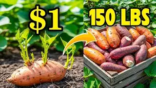 Cómo UNA sola batata de $1 me dio 150 LIBRAS de comida Sin agacharse