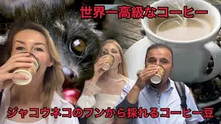 世界一高級なコーヒー/ジャコウネコのフンから採れるコーヒー豆/Kory Moldova とコラボ動画