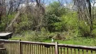 Proper way to prune honeysuckle bushes