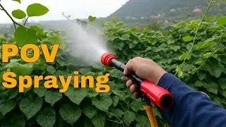 Fertilize kiwi trees with liquid fertilizer