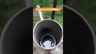 Geranium oil&nbsp;distillation process #essentialoil worth-25000rs/Lit😲 #shorts