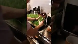 Juicing Wheat Grass and Barley!