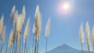 Japan vlog '25