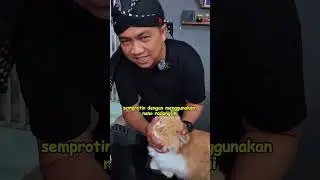spray medicine for cat mouth problems