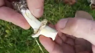 Unknown mushroom stains yellow above the collar