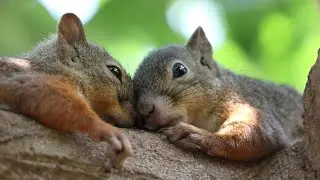 🐿️Japanese red squirrels expand their search for mates during mating season