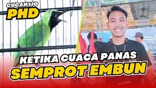 [CI PHD] Cucak Ijo PHD settingan cuaca panas cak ijo semprot embun cucak ijo CUCAK HIJAU HoBi ID