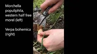Verpa vs Half free morel