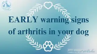 Early warning signs of arthritis in your aging dog