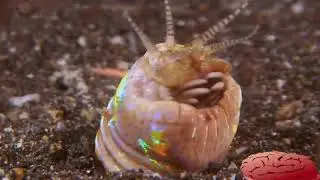 Funny animal Voice over: Bobbit worm horror