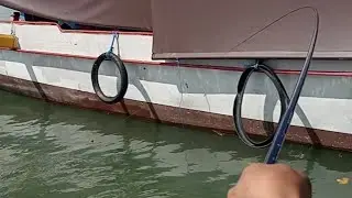 Mancing Baronang tompelodon pakai tegek plankton super by GENZO 