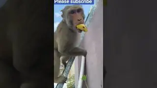 #funny #monkey #comedy bhole Baba ka Aashirwad 👍🙏🐒🙏🐒