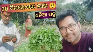 ଧନିଆ ପତ୍ର ବିକି ଏତେ ଲାଭ 😲 | 30 ଦିନରେ ନିଶ୍ଚିତ ଆୟ | Coriander Farming Odisha