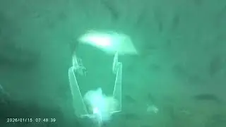 カットウ釣り水中動画　仕掛け　新カットウ革命餌串30号　ヒットシーン3連発　合わせのタイミング合わずイライラ