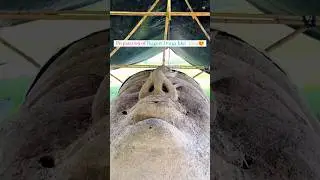 Biggest Durga Idol 2024 | 😱#durga #trending #Viral#durgapuja2024