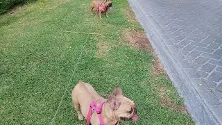 Garden tour🥰😍