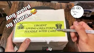 May surprise creature sa box! plus Encyocratella olivacea experimentation 🤭