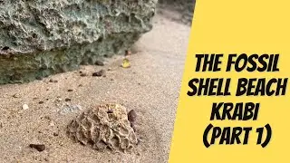 Fossil Shell Beach Krabi, Thailand (Part 1)