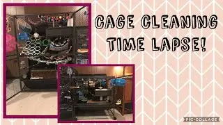Critter Nation Cage Cleaning Timelapse