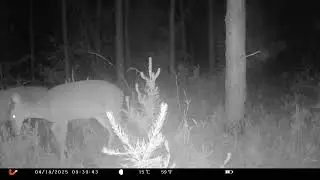 Yellow river fl black bear Harold fl