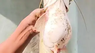 What's the BEST WAY to do Fish FARMING in Chhattisgarh?