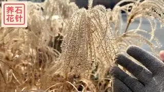 冬天欣赏的几种花园植物：绣球，装饰草，瑞木，松果菊