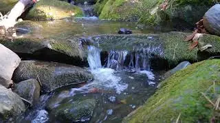 Canon SL2 General Video Sample