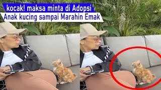 Sumpah Gemes! Anak kucing Debat dengan emak maksa minta di jadiin anak angkat/Video kompilasi