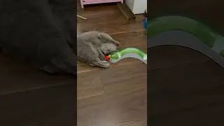 Sylvie laying down playing cutely❤️🥺#cute#viral#kitten#britishshorthair#lilac#blowup#adorable