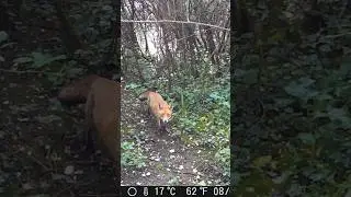 La For&ecirc;t en &Eacute;bullition ! 🌲🔥 (Cam&eacute;ra de Chasse)&rdquo;#chasse #animaux #animals #didier33  #nature