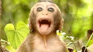 Pity Poor Lola Baby Monkey Million Crying Loudly| Why Leyla Leave Baby | Hungry Lola | Monkey Crying