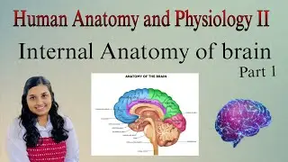 Internal Anatomy of Brain | Midbrain, Cerebellum and Diencephalon | HAP 2 nd semester Malayalam
