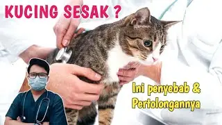 KUCING SESAK ❓ INI PENYEBAB & CARA ATASINYA || Dokter Hewan || drh Mirza Yusa