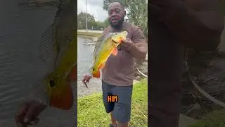 South Florida we&rsquo;re back💦🎣😂💪⁉️#florida#fishing#outdoors#fun#fyp#shorts#peacockbass#goodvibes#