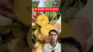 यो फलको नाम के होला? #agriculture #trending #shorts #chinese #fruit #sweet #villagelife