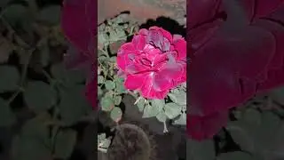 #roses #rosebloom #winterbloom #indianrose #desirose #phoolgulabka #talataziz