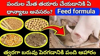 How to Make Pig Feed at Home | సుయర్ ఫీడ్ తయారీ & Pig Feed Formulation for Fast Growth in India