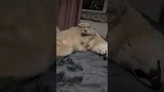 #huskyfun #собака #хаскибайкал #huskyplay #хаски #животныешляйх #husky #суперсобака #животные #юмор