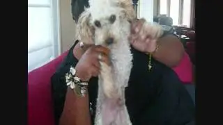 Shakespeare in the Ruff