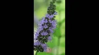 🌸🌼 The Magical Beauty of Wild Flowers 🌼🌸 | Nature&rsquo;s Colorful Masterpieces 🌿✨💛