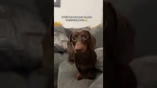 POV: You ask your dog for 5 minutes peace