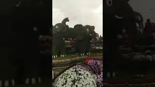 miracle garden dubai